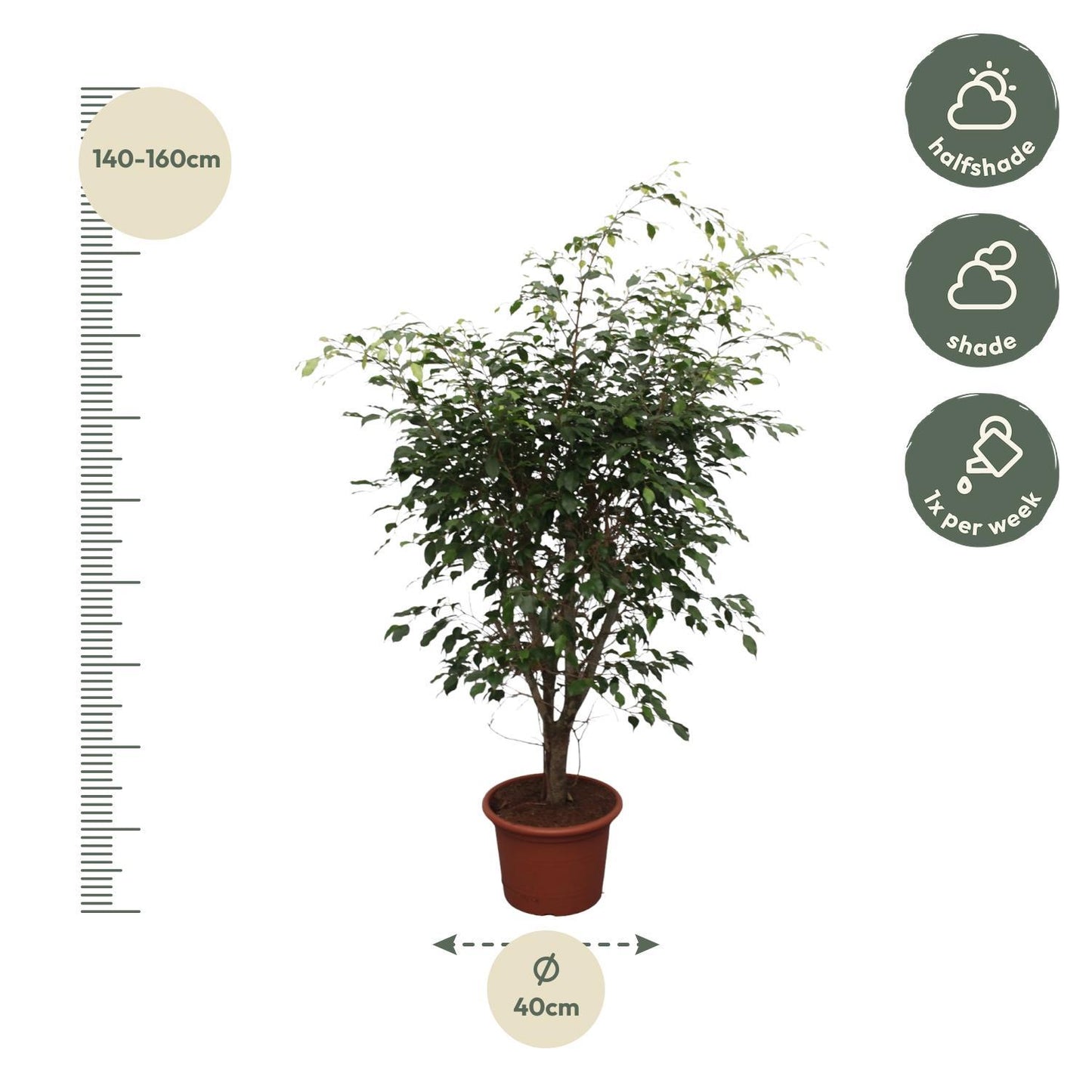 Ficus Benjamina Exotica vertakt