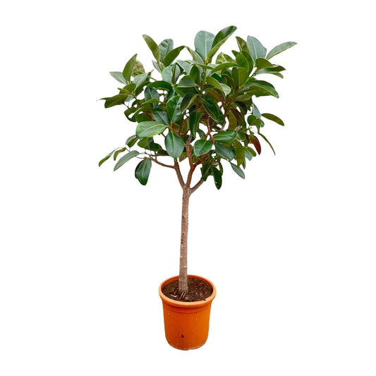 Ficus Elastica Robusta op stam