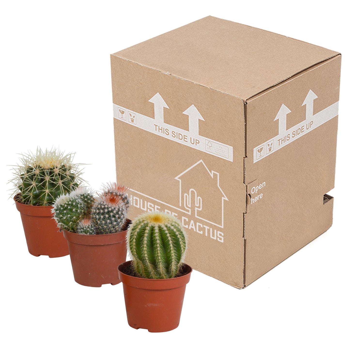 Bolcactus mix | 3 stuks