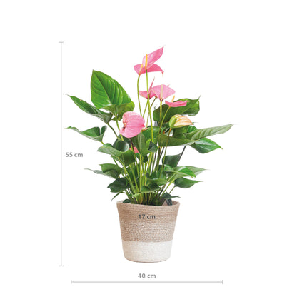 Anthurium Pink explosion met pot