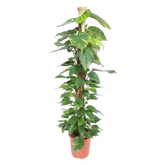 Epipremnum Aureum mosstok