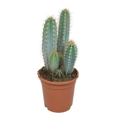 Pilosocereus azureus