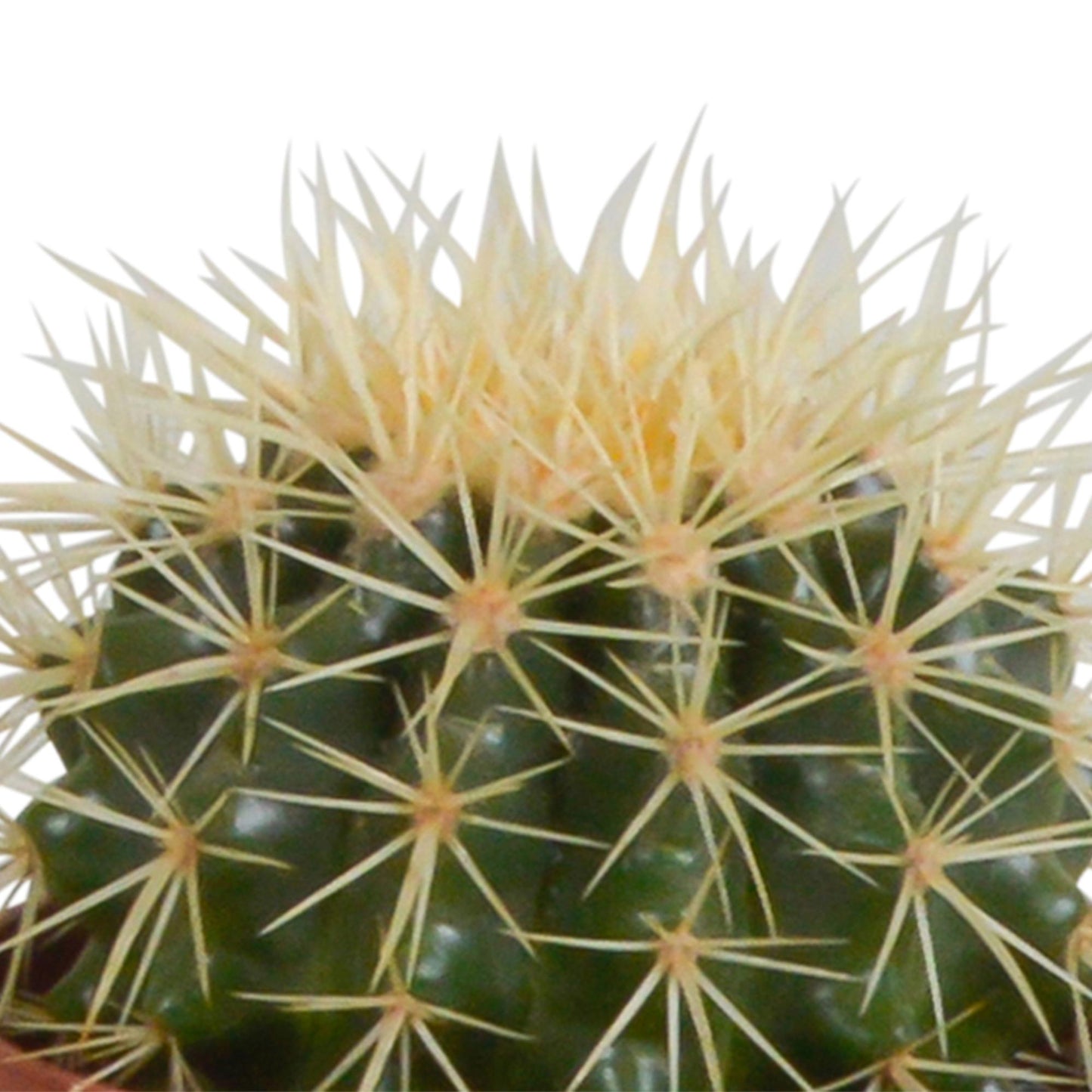 Cactus mix | 3 stuks