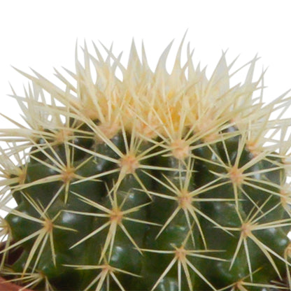 Cactus mix | 3 stuks