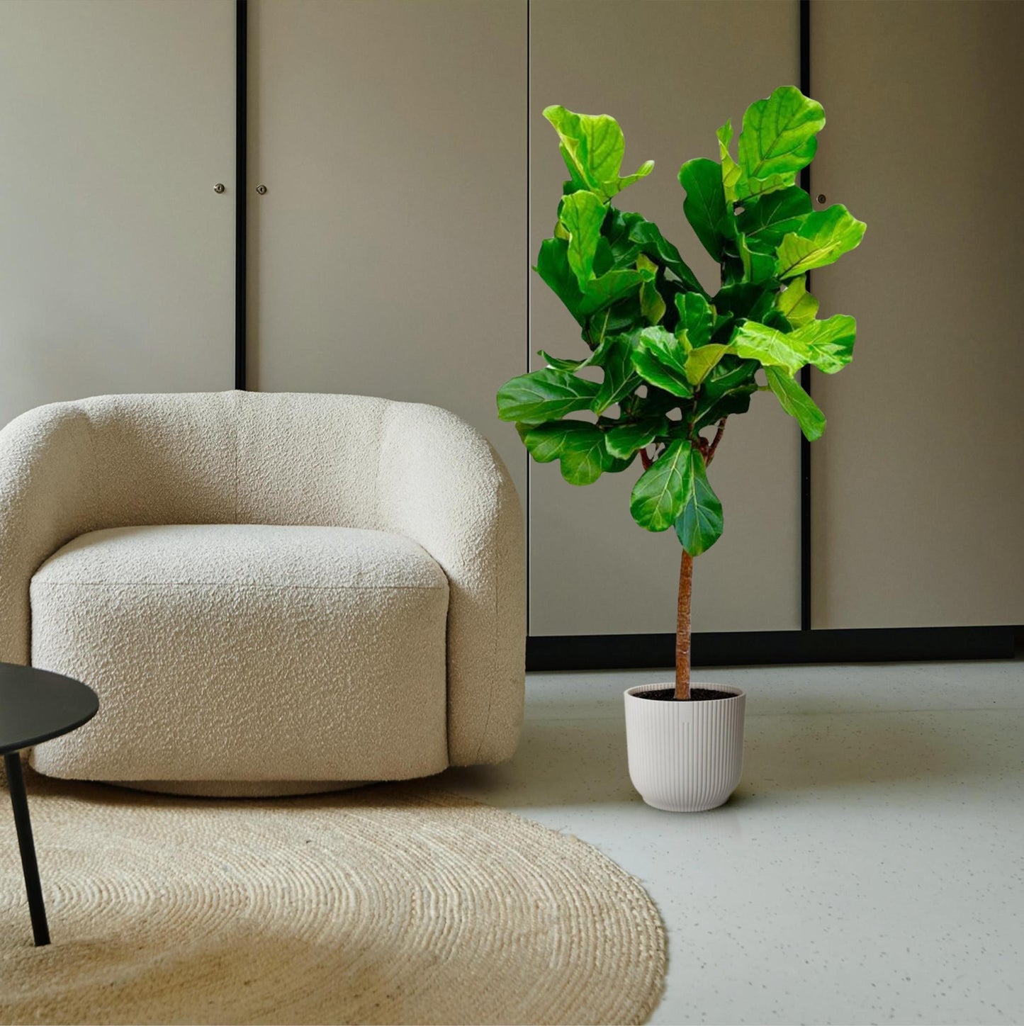 Ficus Lyrata boom