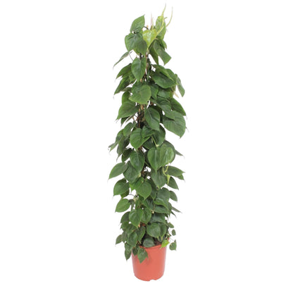 Philodendron Scandens gaasrek