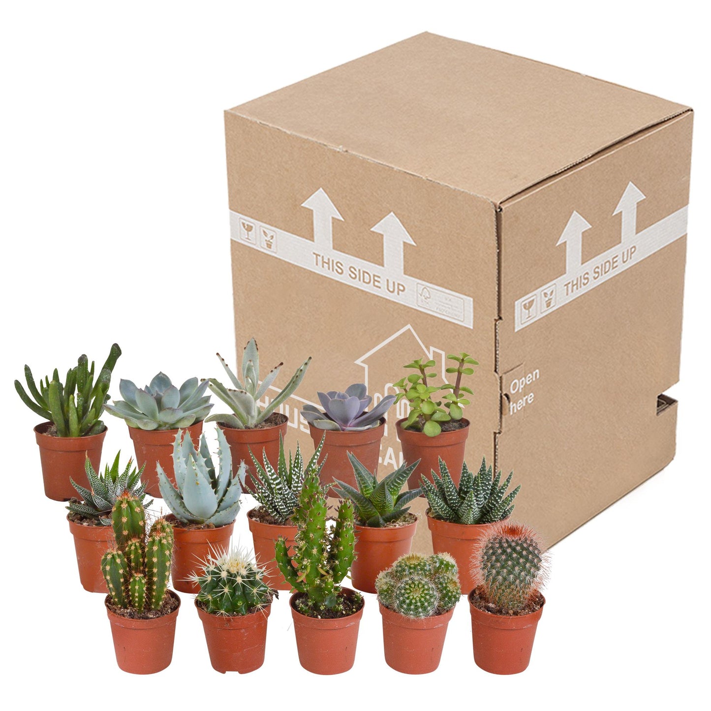 Cactus en vetplanten mix | 15 stuks