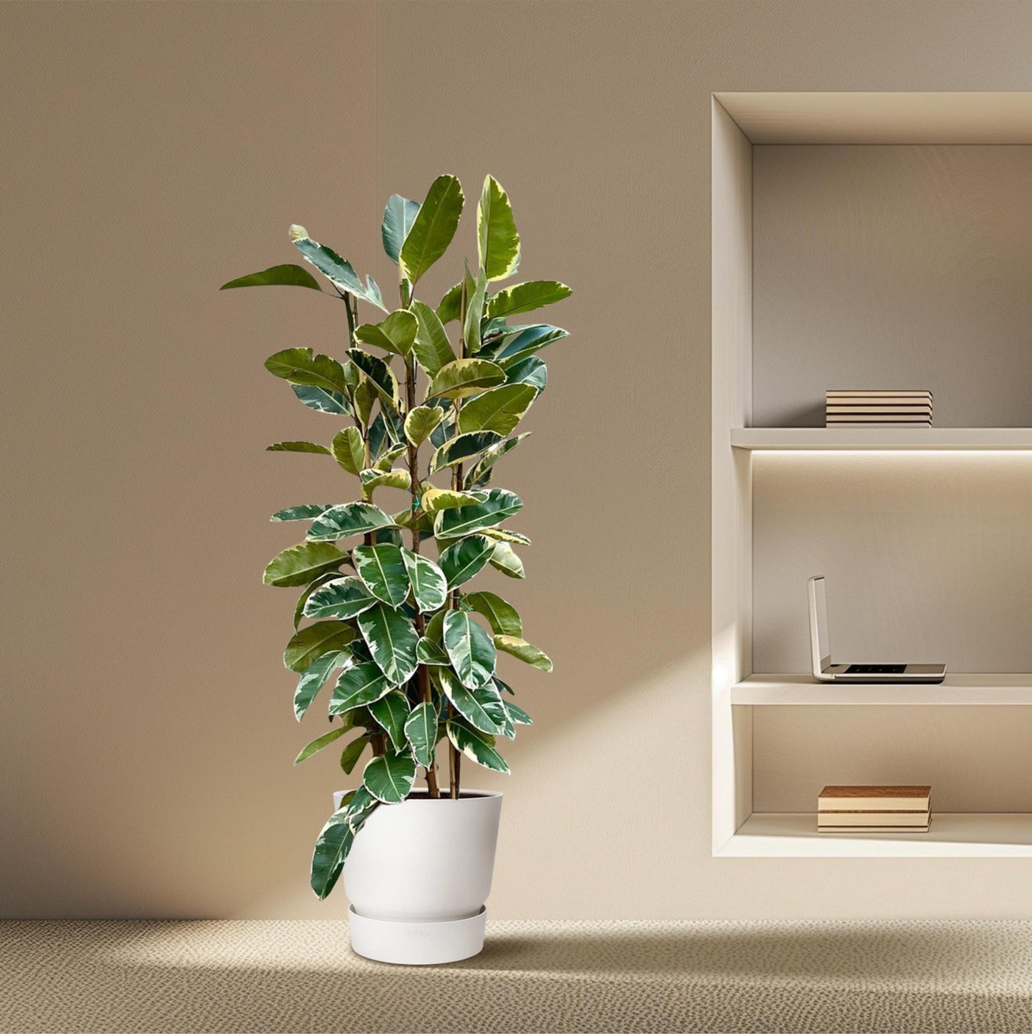 Ficus Elastica Tineke struik | Wit