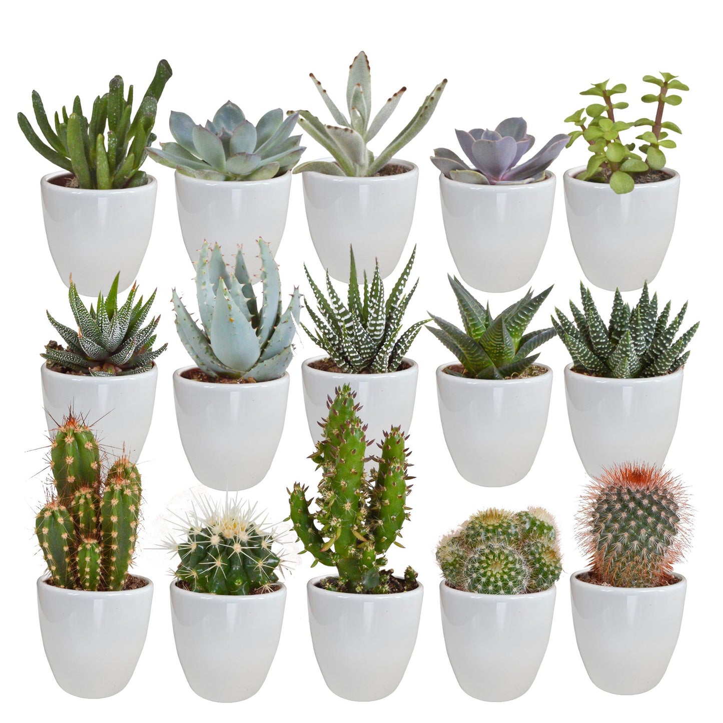 Cactus en vetplanten mix | 15 stuks