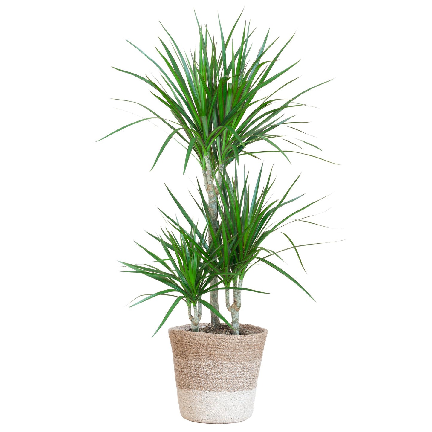 Dracaena Marginata met pot