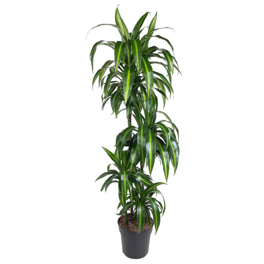 Dracaena Hawaiiana