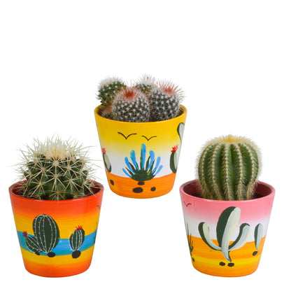 Bolcactus mix | 3 stuks