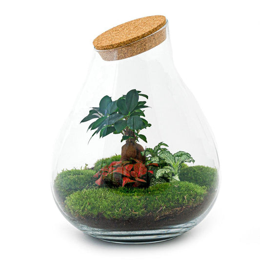 Drop Bonsai | DIY terrarium