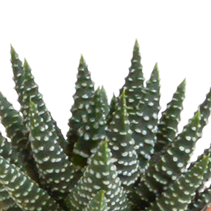 Cactus en vetplanten mix | 15 stuks