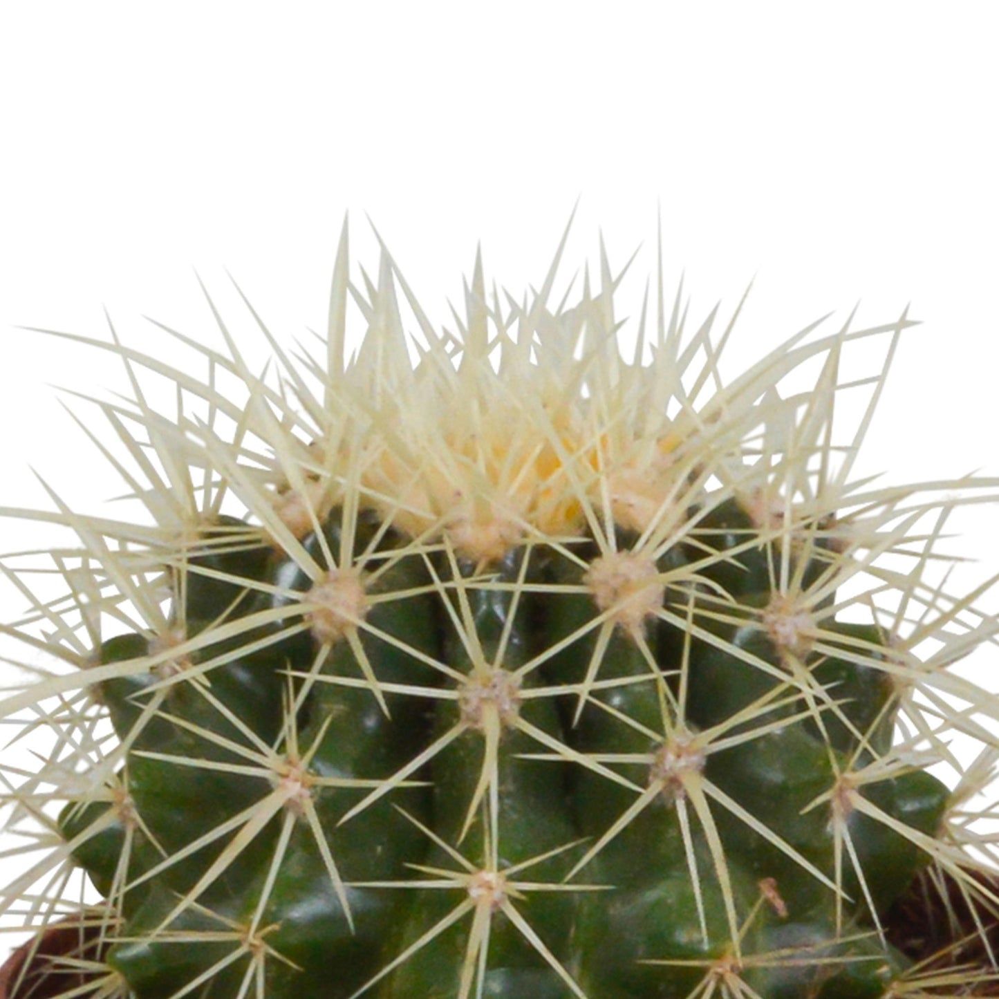 Bolcactus mix | 3 stuks