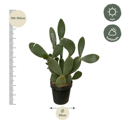 Opuntia Ficus Indica