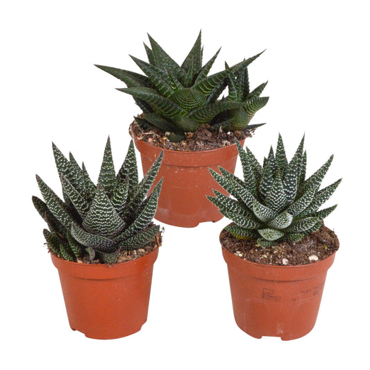 Gasteria/Haworthia mix | 3 stuks