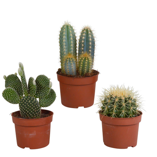 Cactus mix | 3 stuks