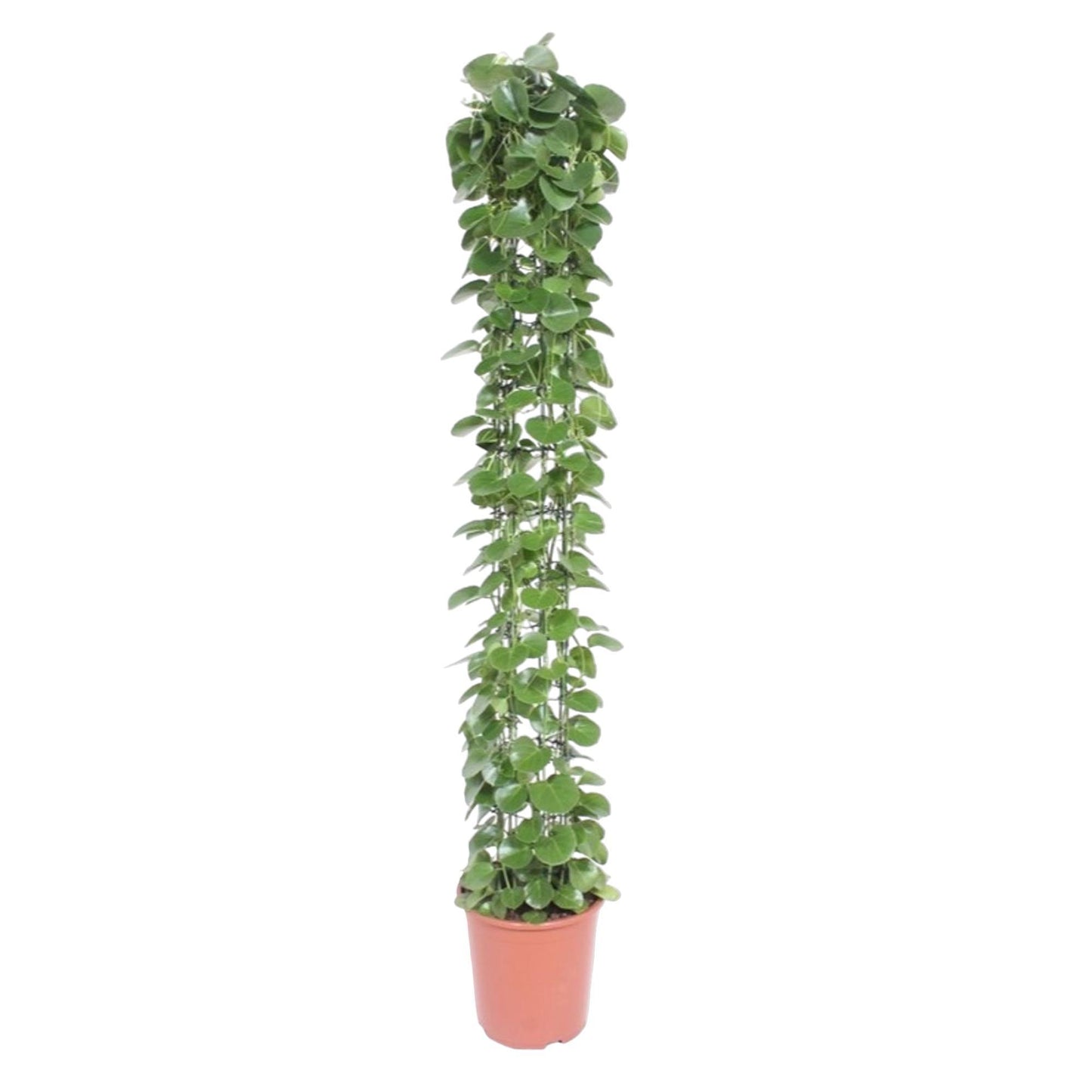 Cissus rotundifolia gaasrek