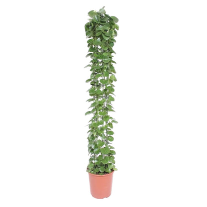 Cissus rotundifolia gaasrek