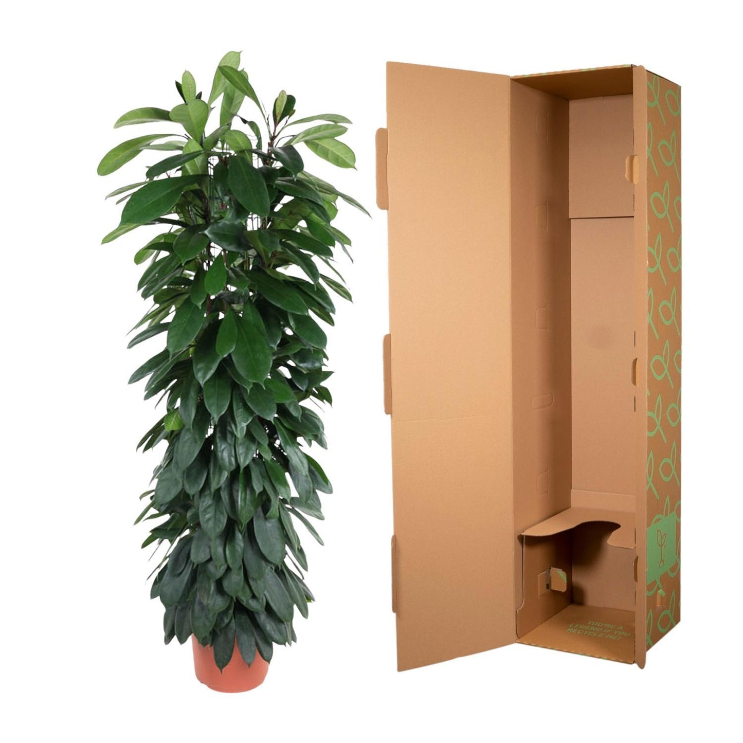 Ficus Cyatistipula zuil