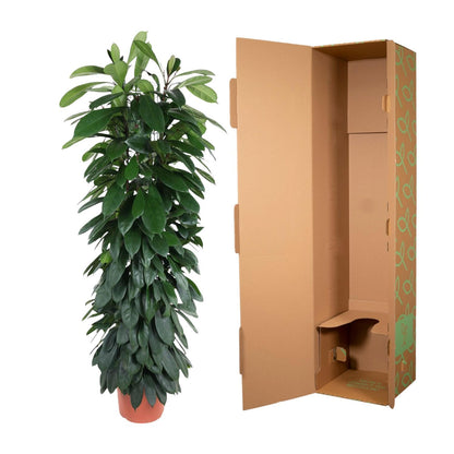 Ficus Cyatistipula zuil