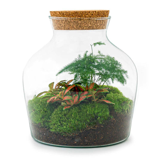 Little Joe | DIY terrarium