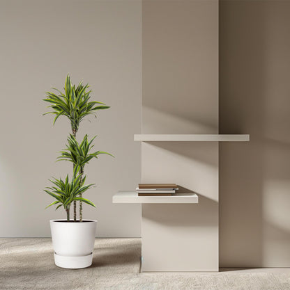 Dracaena Lemon Lime