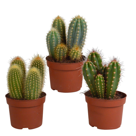 Cereus mix | 3 stuks