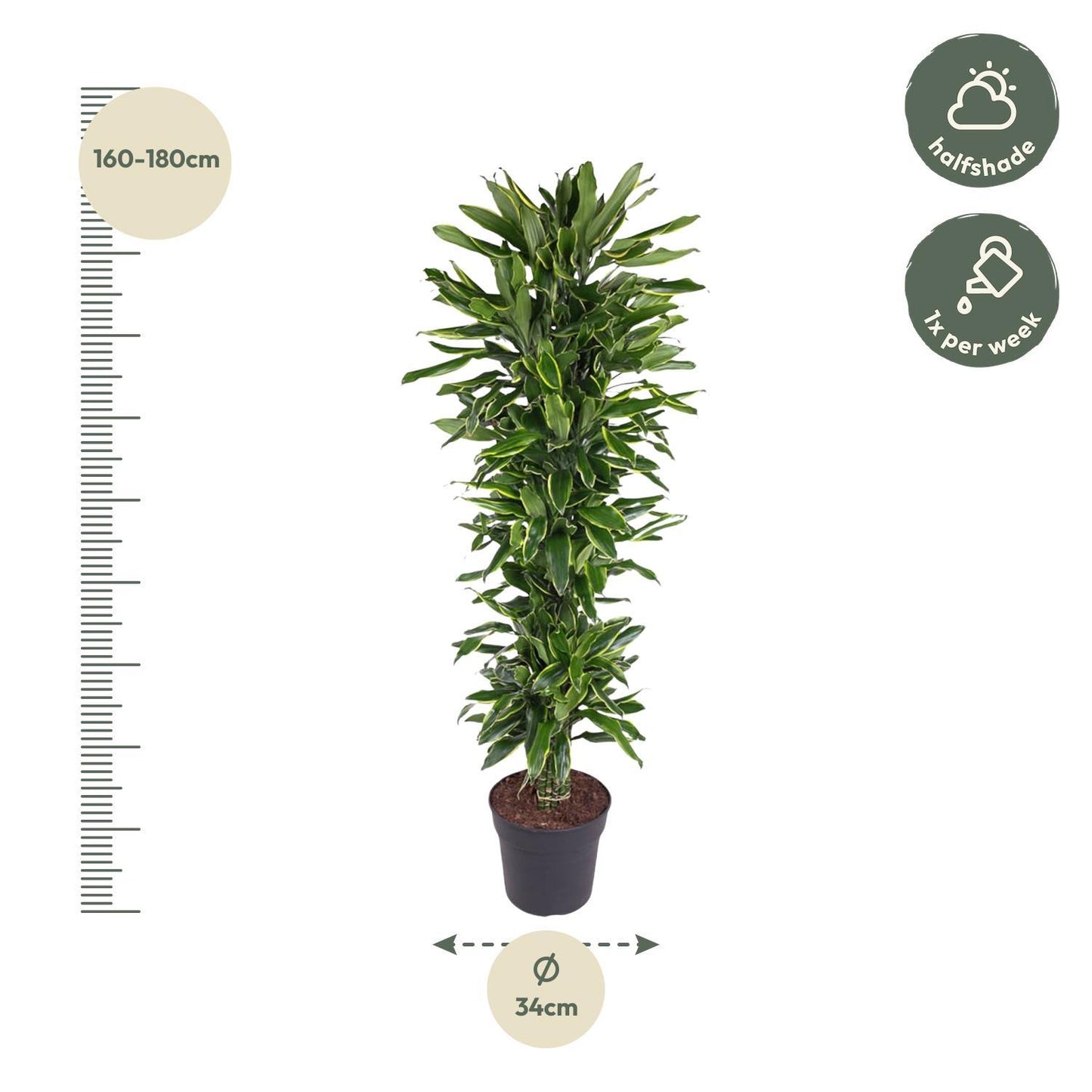 Dracaena Golden Coast vertakt