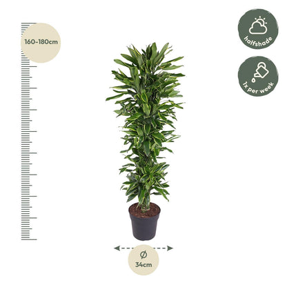 Dracaena Golden Coast vertakt