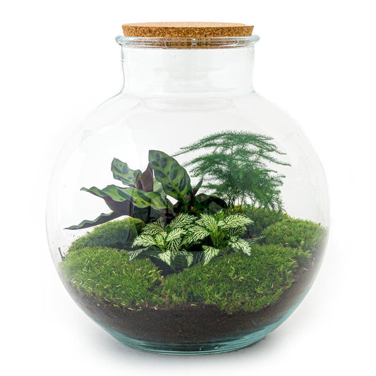 Bolder Bob | DIY terrarium
