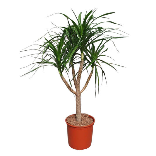 Dracaena Draco vertakt