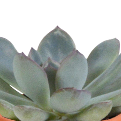 Cactus en vetplanten mix | 15 stuks