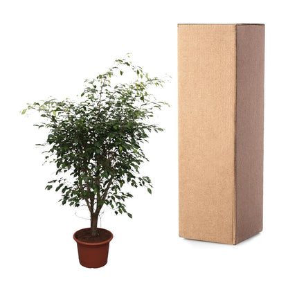 Ficus Benjamina Exotica vertakt