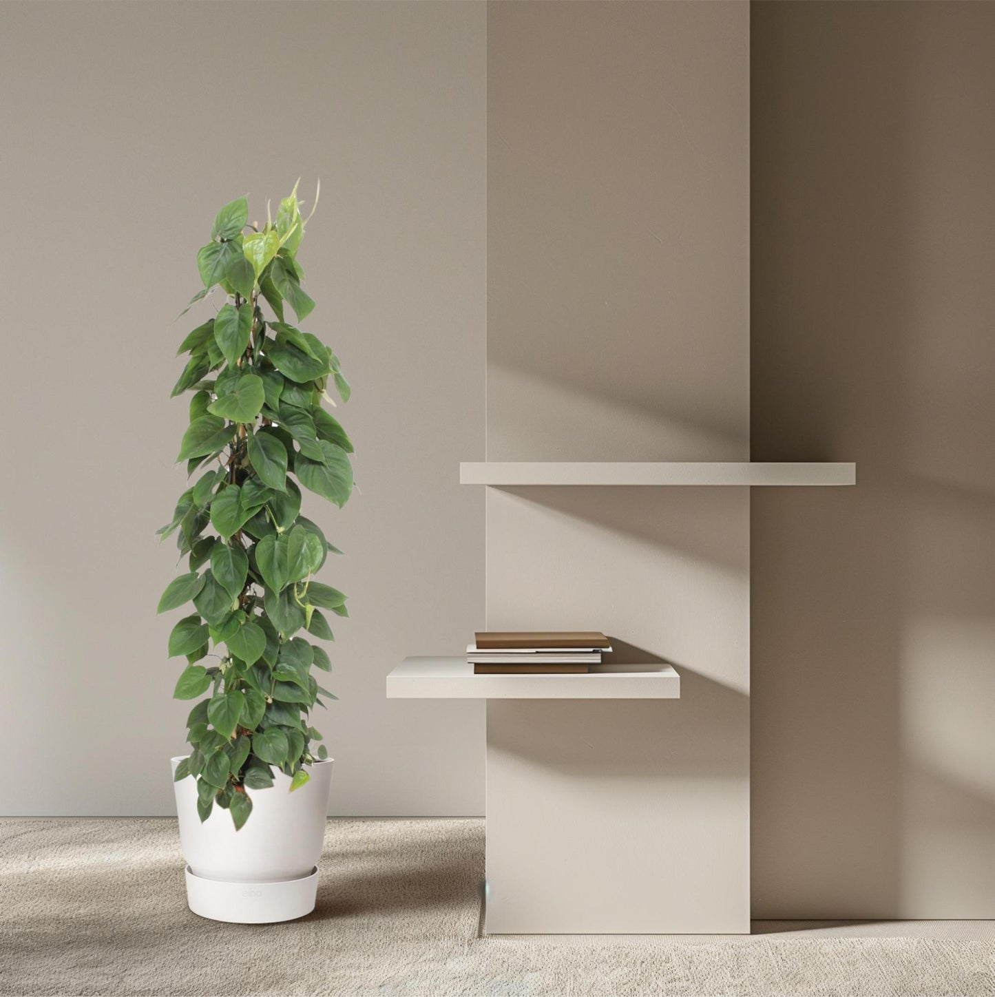 Philodendron Scandens gaasrek