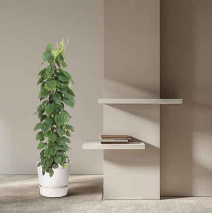 Philodendron Scandens gaasrek