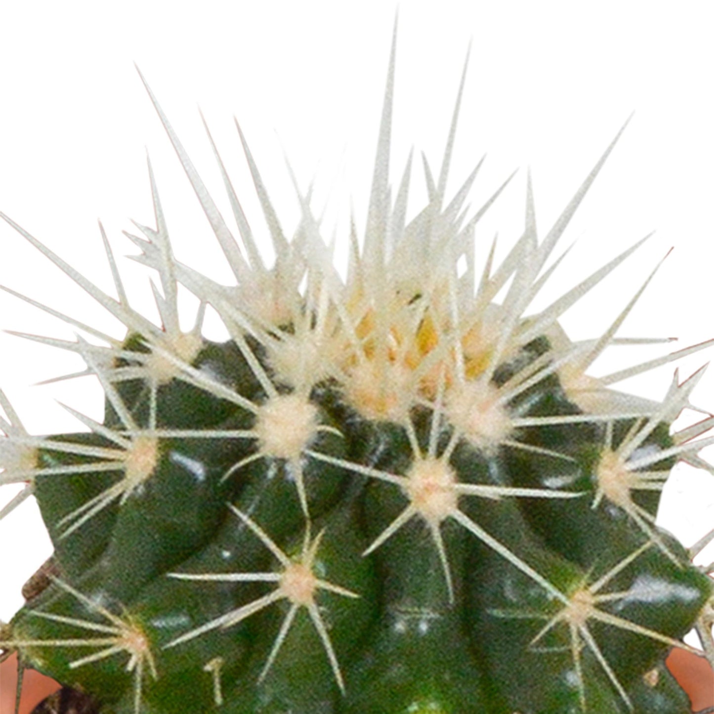 Cactus en vetplanten mix | 15 stuks