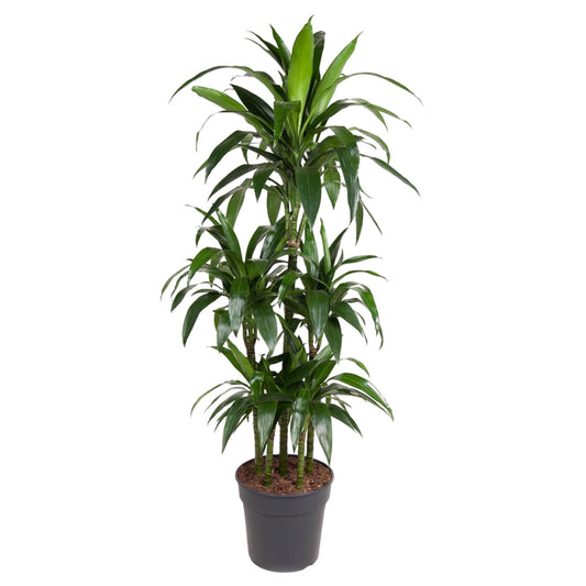 Dracaena Janet Craig Carrousel