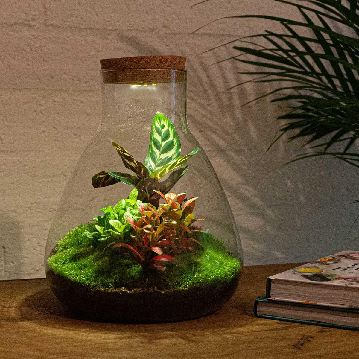 Sam Calathea met LED lamp | DIY terrarium