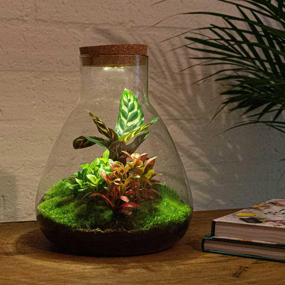 Sam Calathea met LED lamp | DIY terrarium