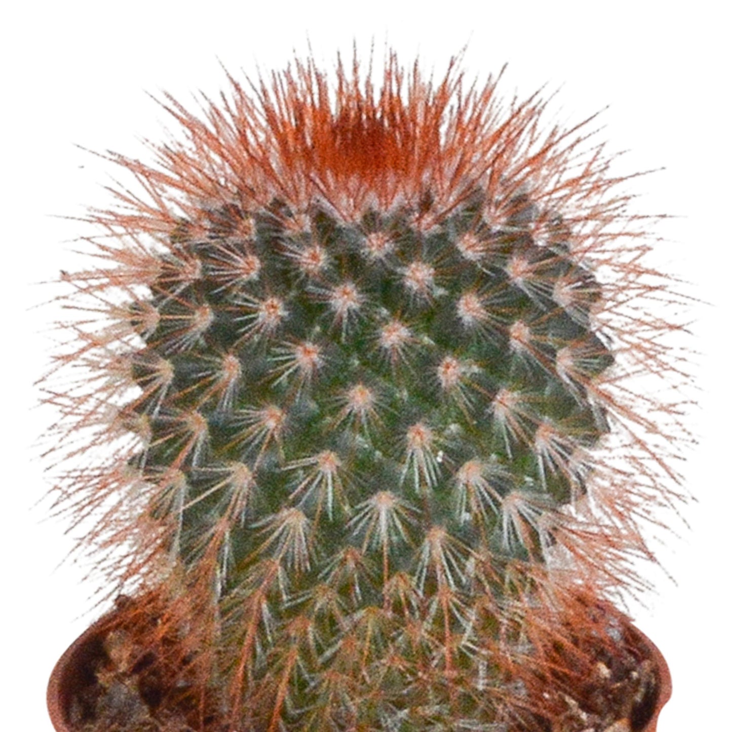 Cactus mix | 10 stuks