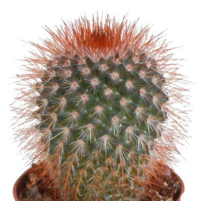 Cactus mix | 10 stuks