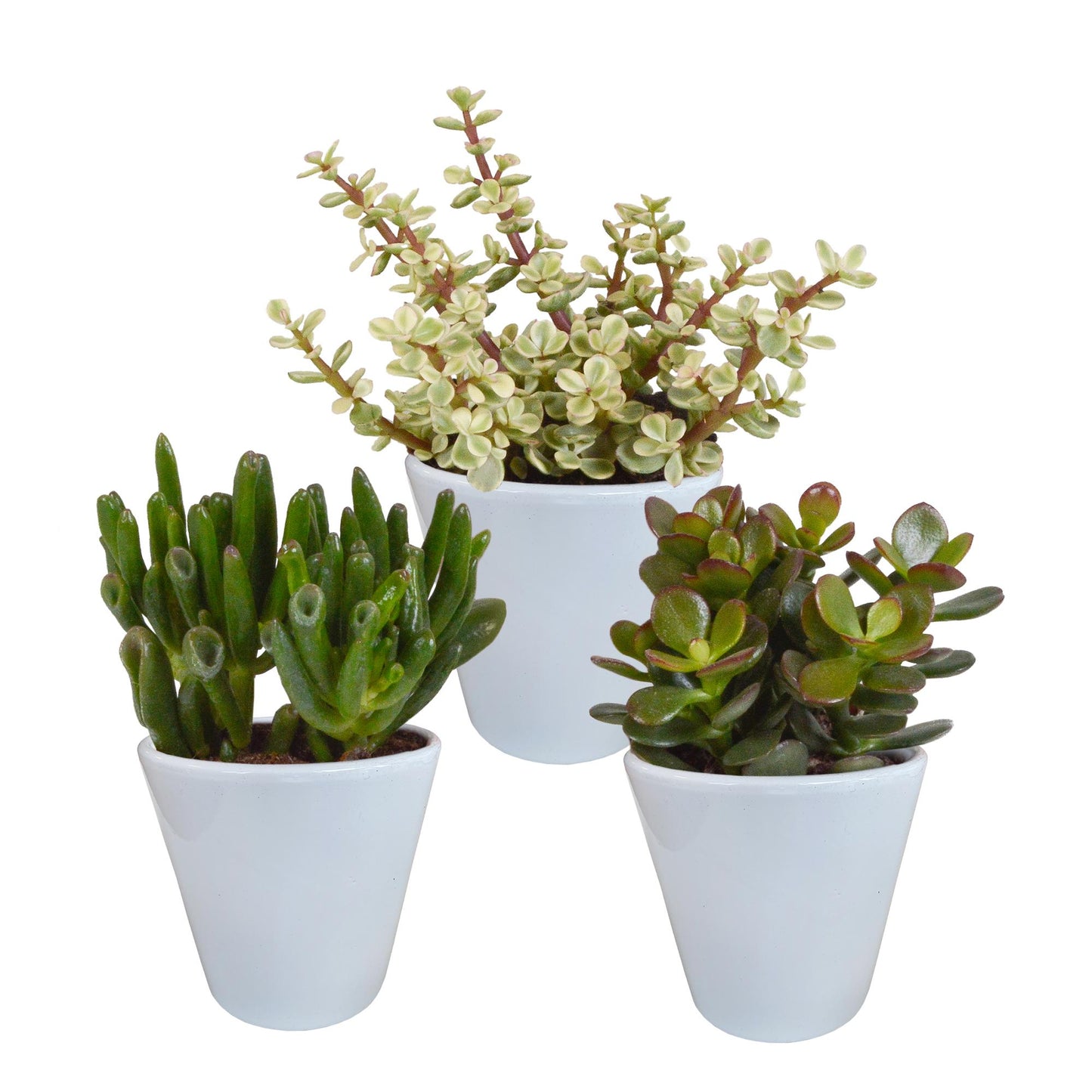 Crassula mix | 3 stuks