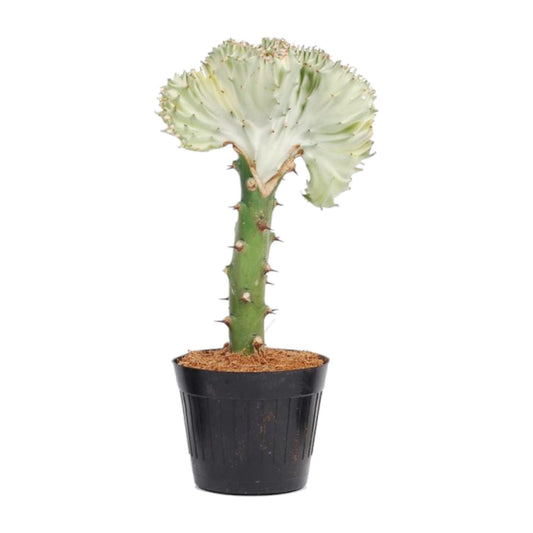 Euphorbia lactea Cristata wit