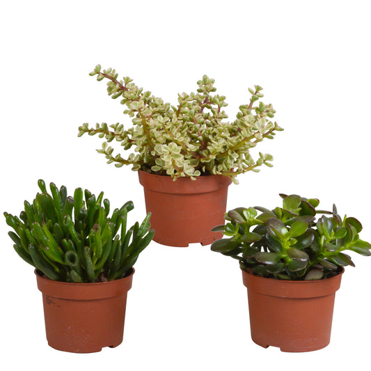 Crassula mix | 3 stuks