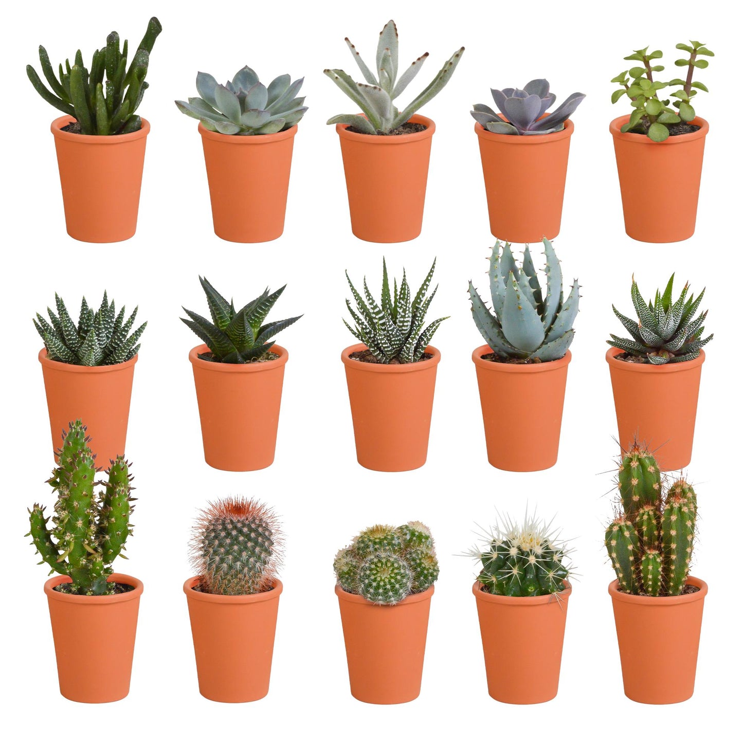 Cactus en vetplanten mix | 15 stuks