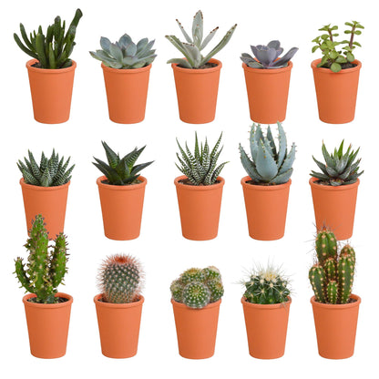 Cactus en vetplanten mix | 15 stuks
