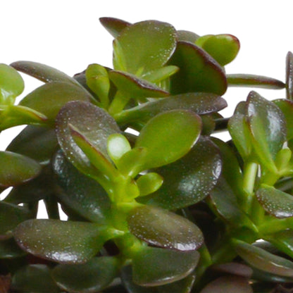 Crassula mix | 3 stuks