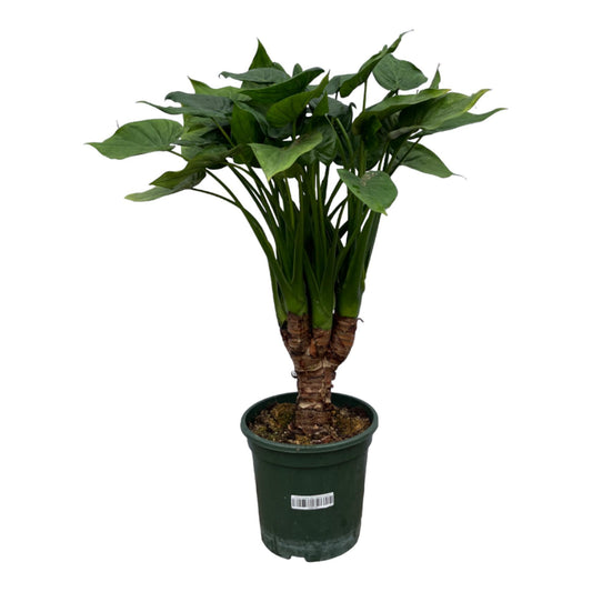 Alocasia Cucullatta op stam